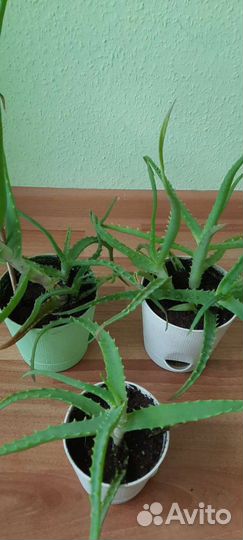 Алоэ лечебный