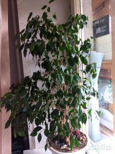 Фикус бенджамина