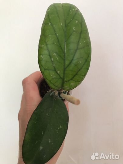 Хойи сортовые