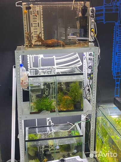 Аквариумные рыбкии растения улитк