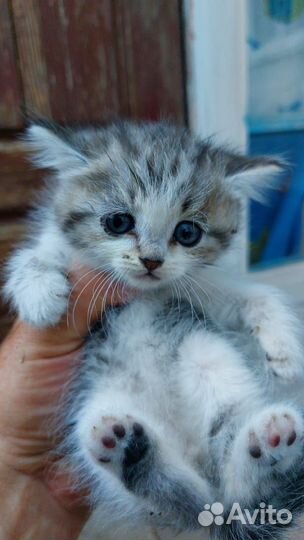 Отдам в добрые руки