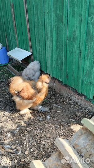 Китайские шёлковые куры