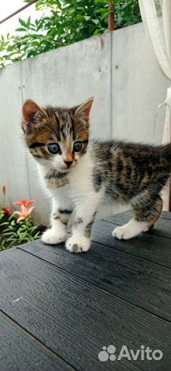 Котенок трехцветный в дар, кошка