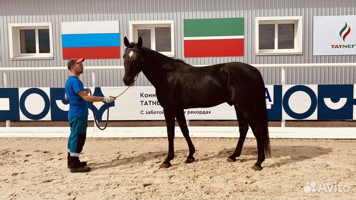 Продается лошади, рысаки