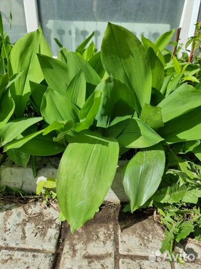 Ландыш садовый