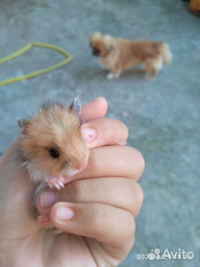 Сирийский хомяк девочка