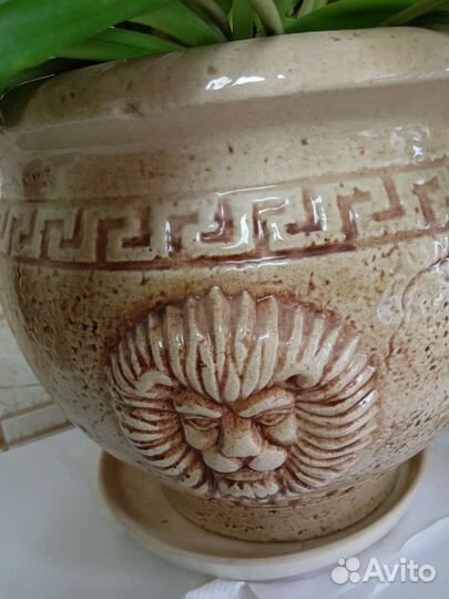 Хлорофитум