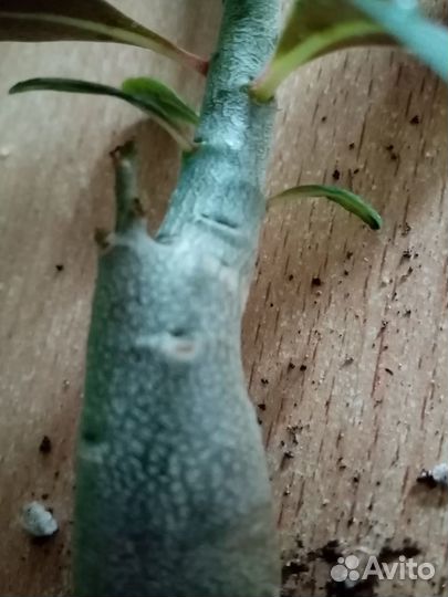 Адениум обесум