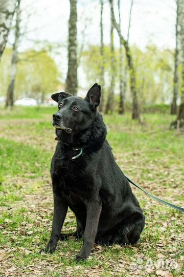 Собака из приюта ищет свой дом