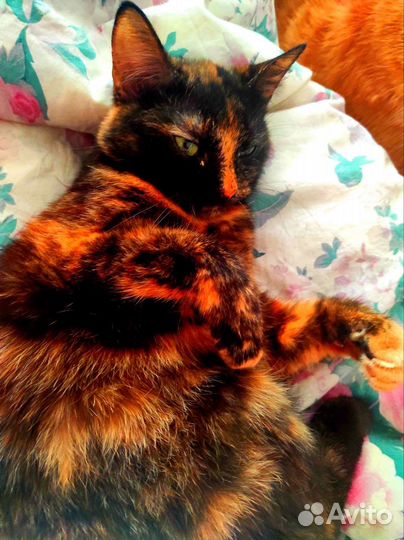 Рыжий котенок и его сестра ищут дом