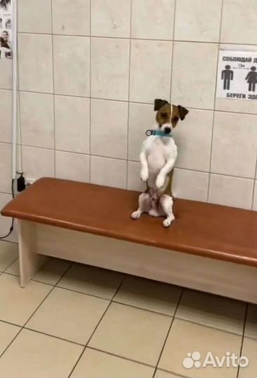 Джек Рассел терьерчики гл.ш с документами