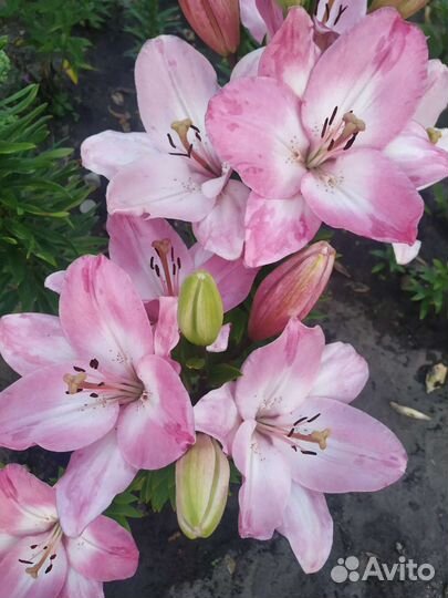 Лилии луковицы