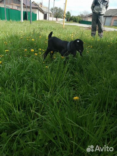 Англо нубийские козлята