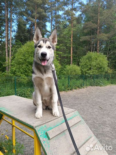 Работа выгул собак