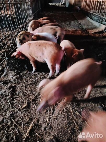 Поросята породы дюрок,очень хорошие