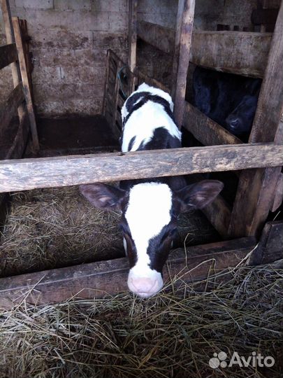 Коровы оптом
