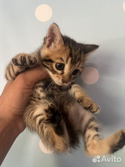 Котята 2 мес