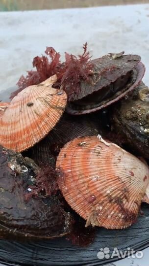 Морские ракушки Дальний Восток Северный Ледовитый