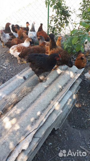 Цыплята брама