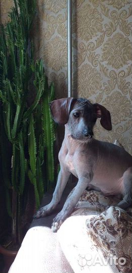 Щенок Мексиканской Голой