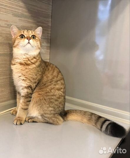 Шотландская кошка дом.любимцы,10.03.21