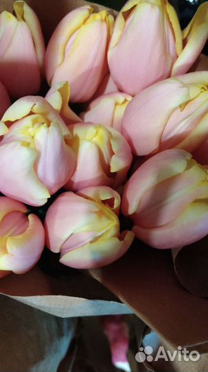 Луковицы тюльпана после выгонки расцветки микс