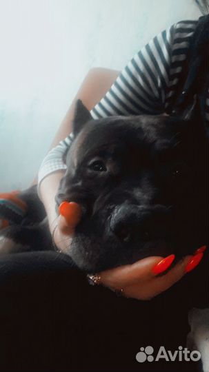 Стаффордширский терьер