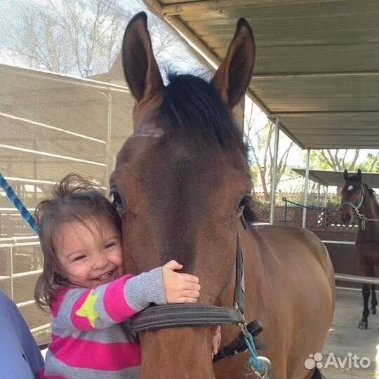 Занятия по верховой езде, иппотерапия