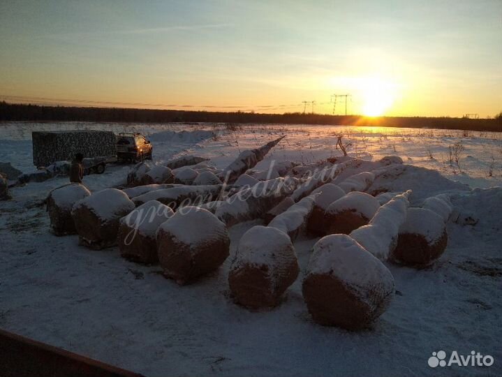 Крупномер Кедр 450-470см Премиум класс