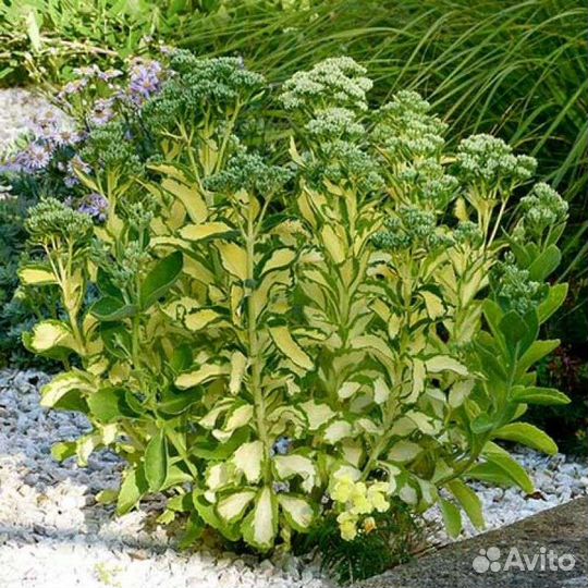 Очитки, Молодило