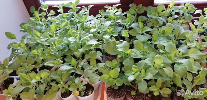 Рассада петунии