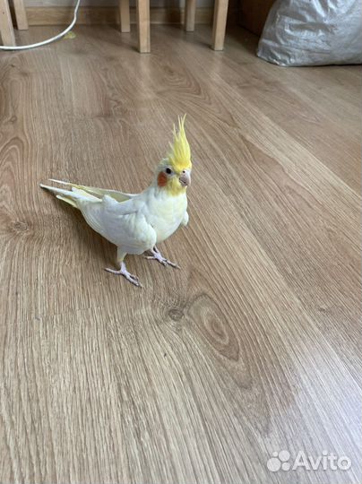 Попугай корелла ручной