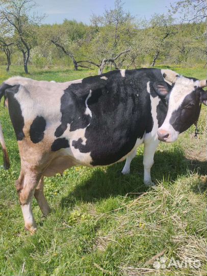 Корова дойная