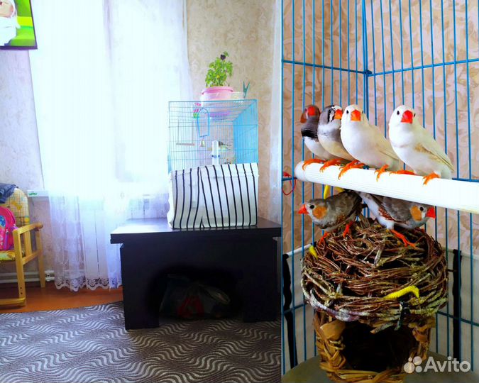 Певчие птицы амадины