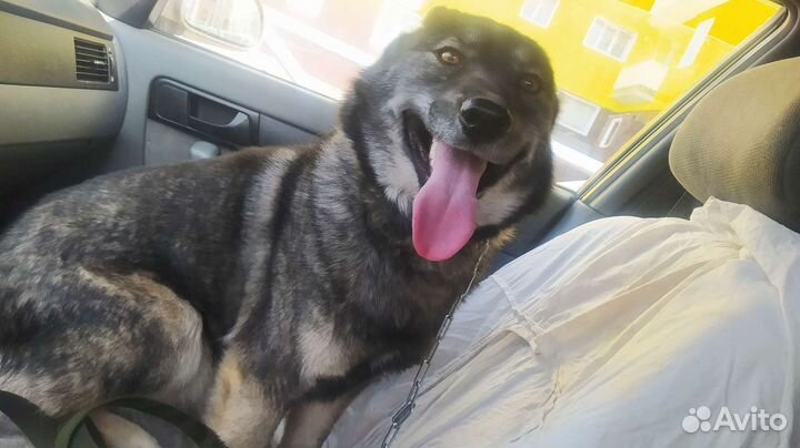 Собака в добрые руки