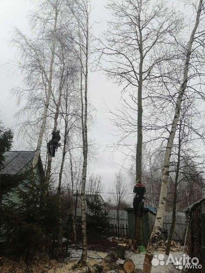 Спил деревьев, удаление пней, расчистка участков