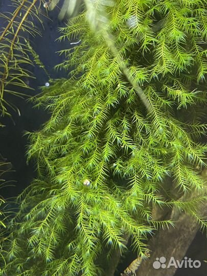 Мхи и сетка нержавеющая для мха в аквариум