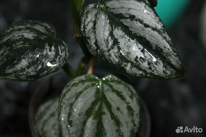 Комнатные цветы.Филодендроны.сингониумы