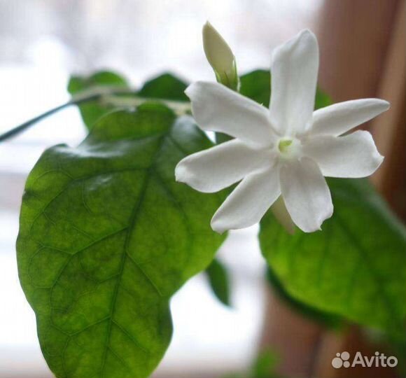 Комнатный жасмин самбак