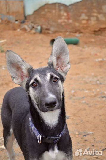 Метис овчарки