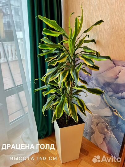 Аренда комнатных цветов и растений в Сочи