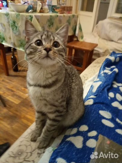 Очень ласковый полосатик. Метис