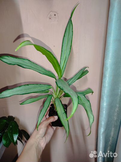 Продам комнатные растения