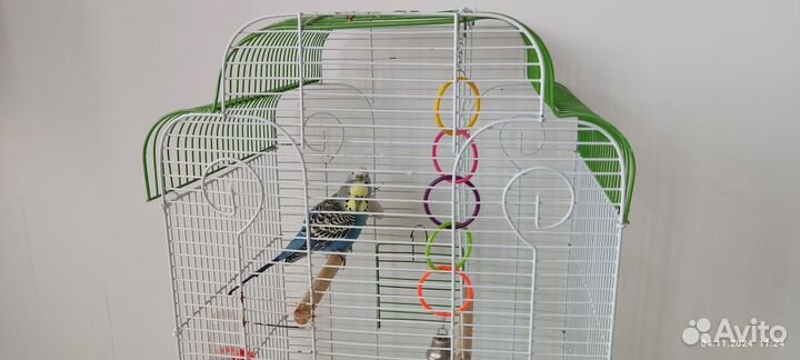 Волнистый попугай