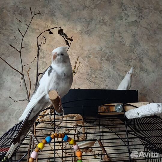Попугаи корелла с клеткой