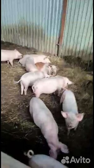 Поросята
