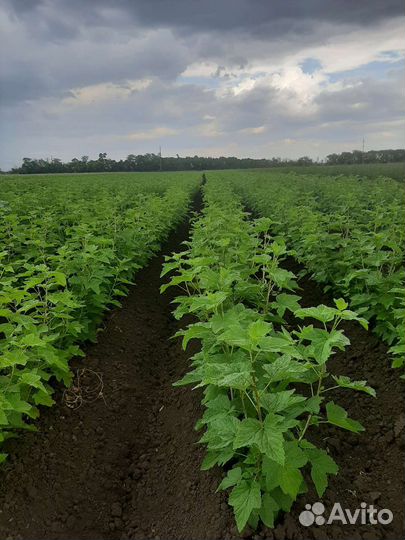 Кустарники ягодные