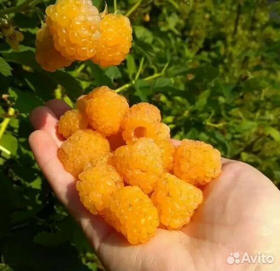 Малина саженцы(золотые купола)
