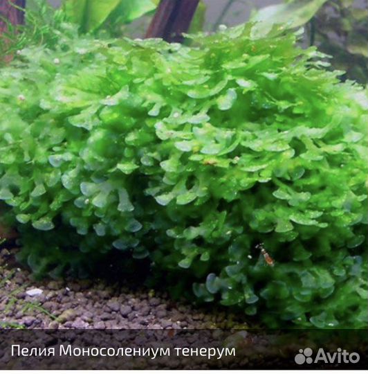 Аквариумные растения