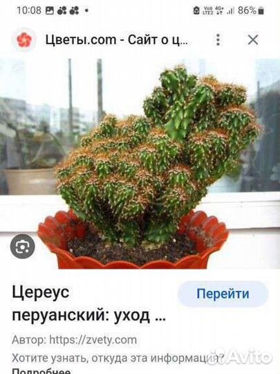 Кактус цериус